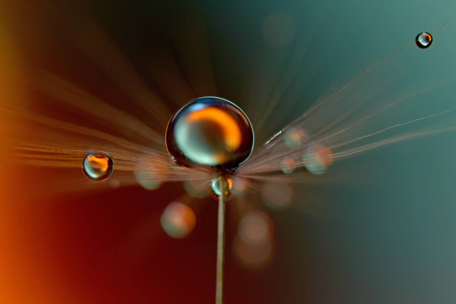 Beautiful Macro Photos Of Droplets By Heidi Westum