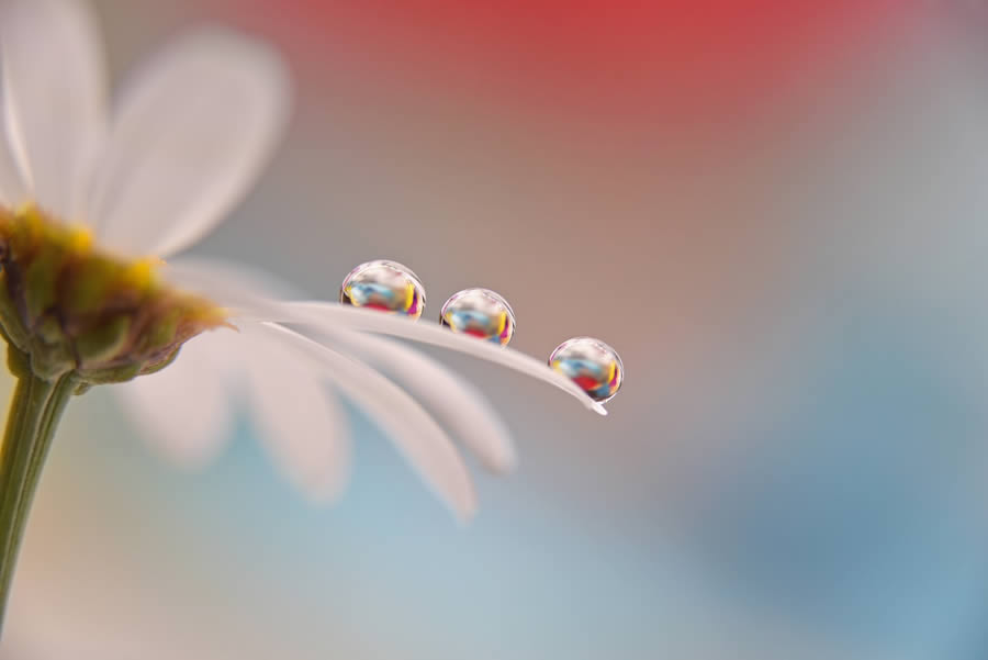 Beautiful Macro Photos Of Droplets By Heidi Westum