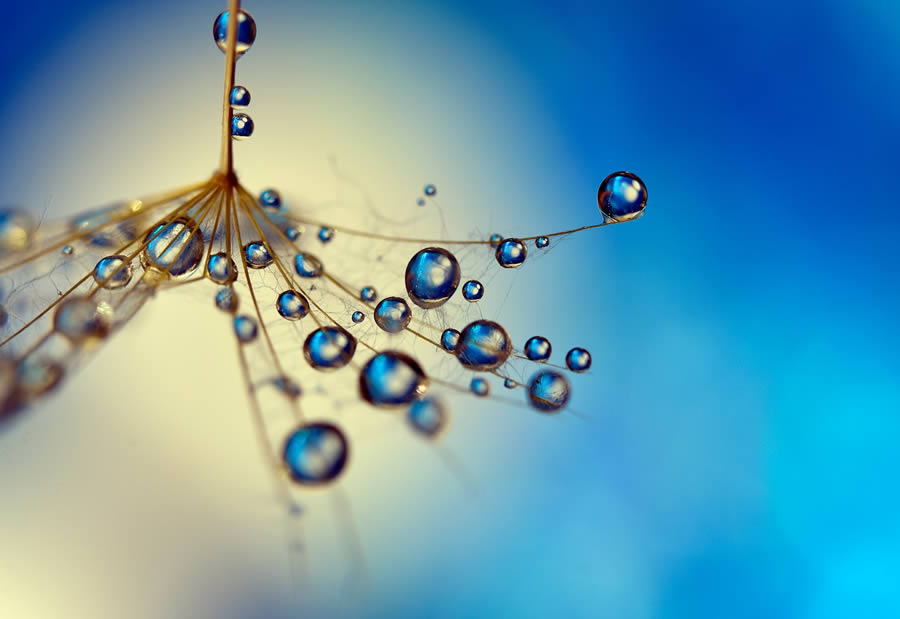 Beautiful Macro Photos Of Droplets By Heidi Westum