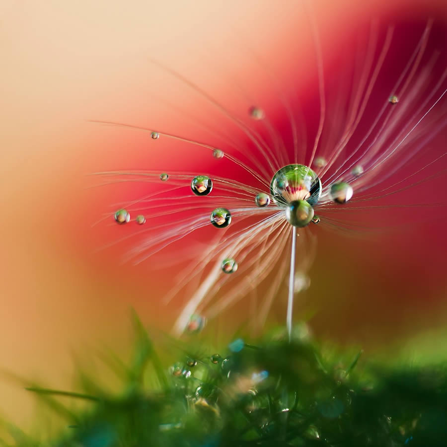 Beautiful Macro Photos Of Droplets By Heidi Westum