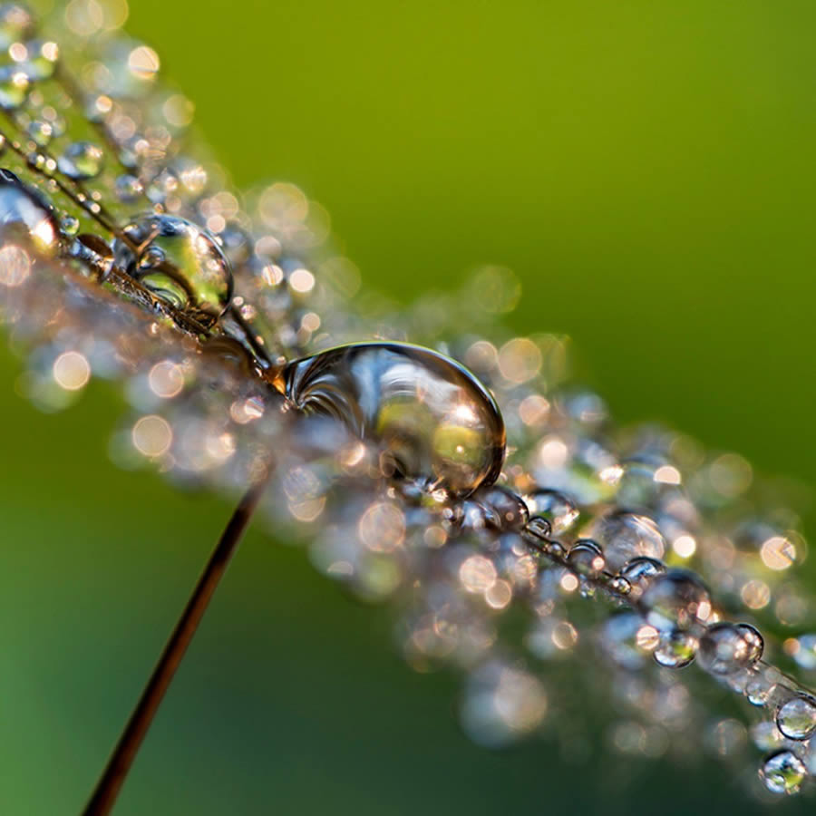 Beautiful Macro Photos Of Droplets By Heidi Westum