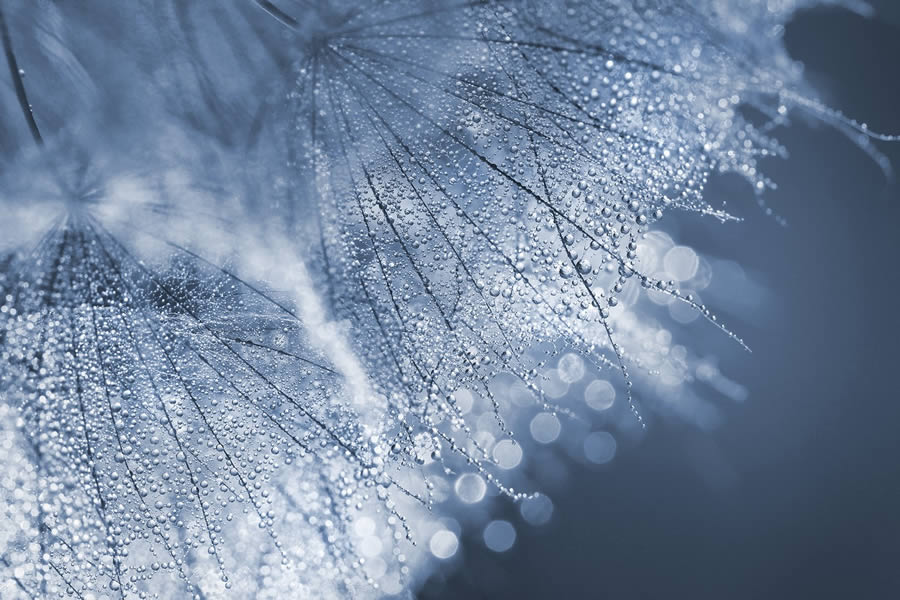 Beautiful Macro Photos Of Droplets By Heidi Westum