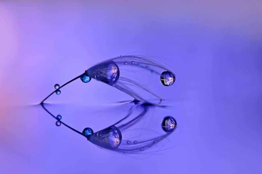 Beautiful Macro Photos Of Droplets By Heidi Westum