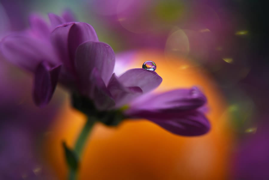 Beautiful Macro Photos Of Droplets By Heidi Westum