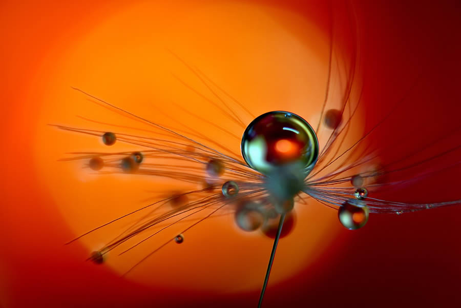 Beautiful Macro Photos Of Droplets By Heidi Westum