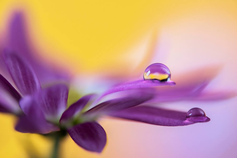 Beautiful Macro Photos Of Droplets By Heidi Westum