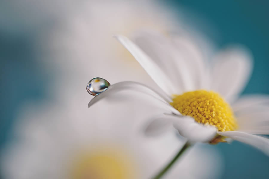 Beautiful Macro Photos Of Droplets By Heidi Westum