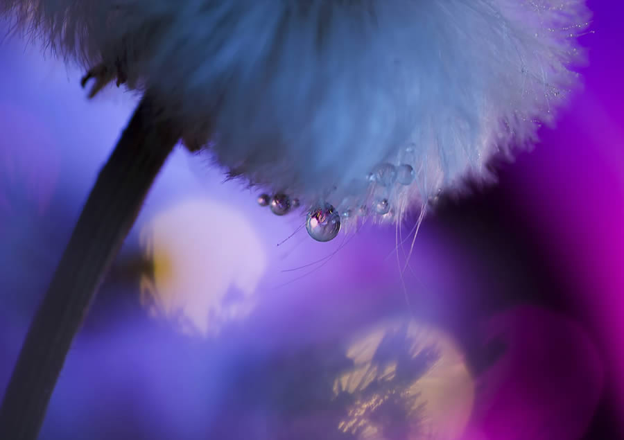 Beautiful Macro Photos Of Droplets By Heidi Westum