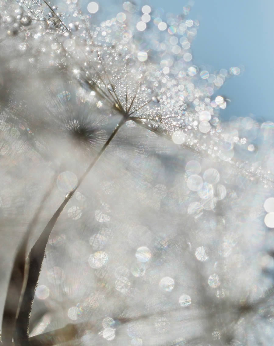 Beautiful Macro Photos Of Droplets By Heidi Westum