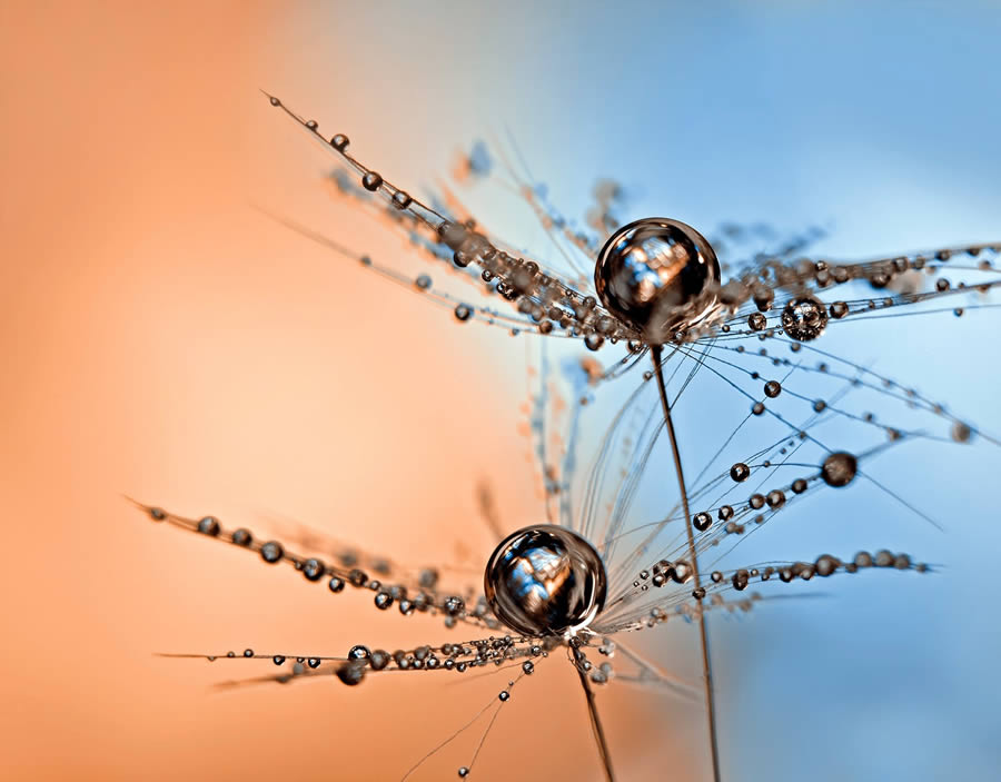 Beautiful Macro Photos Of Droplets By Heidi Westum