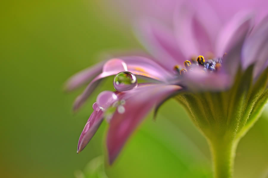 Beautiful Macro Photos Of Droplets By Heidi Westum