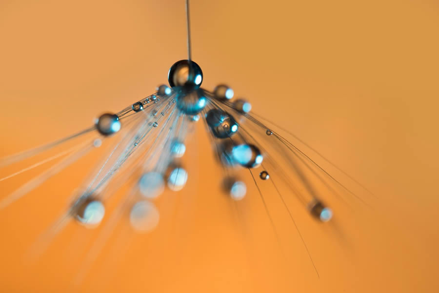 Beautiful Macro Photos Of Droplets By Heidi Westum