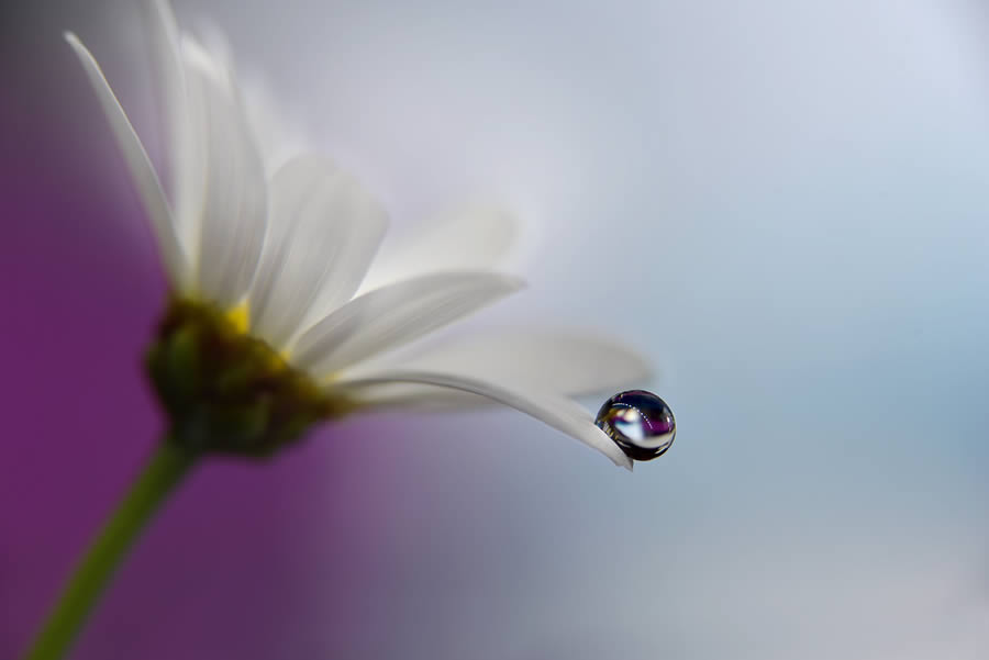 Beautiful Macro Photos Of Droplets By Heidi Westum