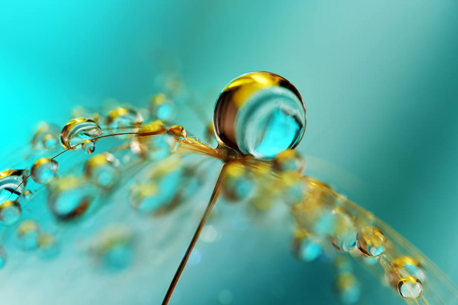 Beautiful Macro Photos Of Droplets By Heidi Westum