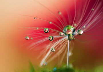 Beautiful Macro Photos Of Droplets By Heidi Westum