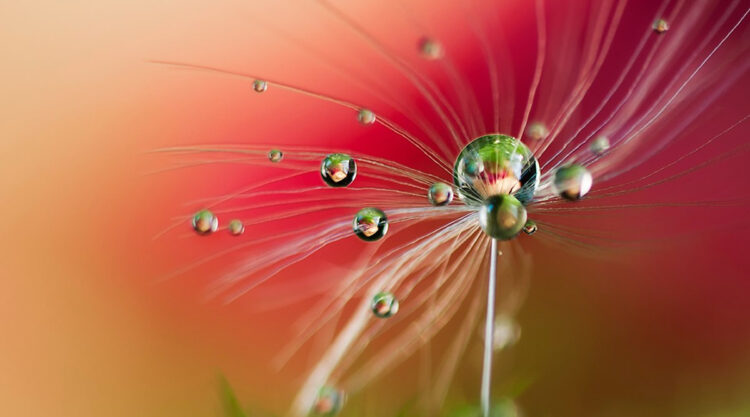 Beautiful Macro Photos Of Droplets By Heidi Westum