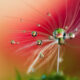 Beautiful Macro Photos Of Droplets By Heidi Westum