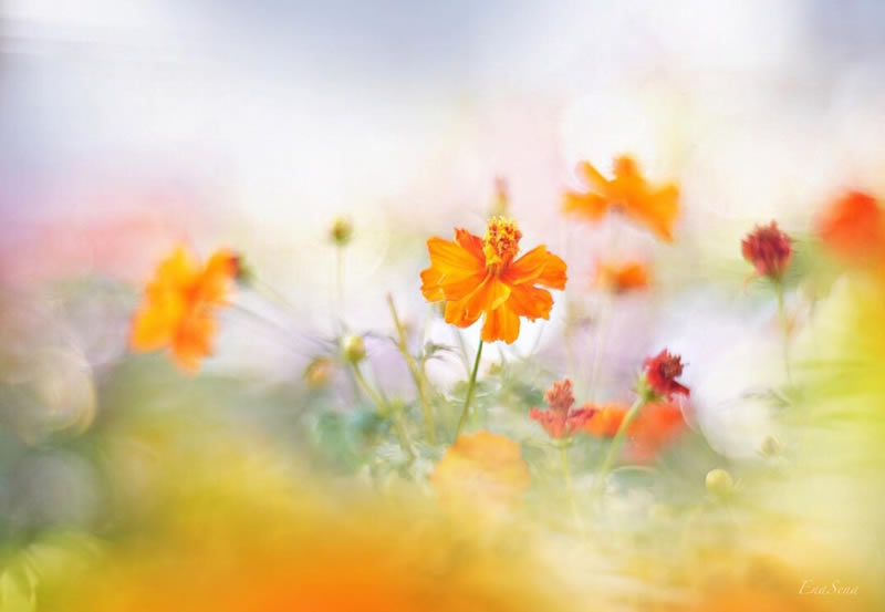 Macro Photos Of Flowers By Ena