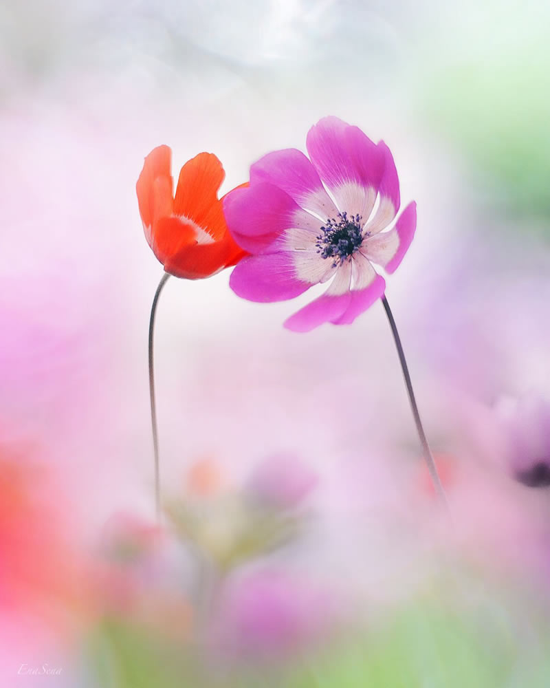 Macro Photos Of Flowers By Ena