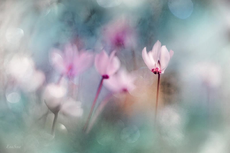 Macro Photos Of Flowers By Ena