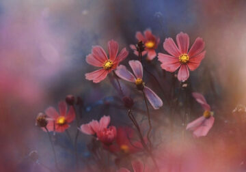 Macro Photos Of Flowers By Ena