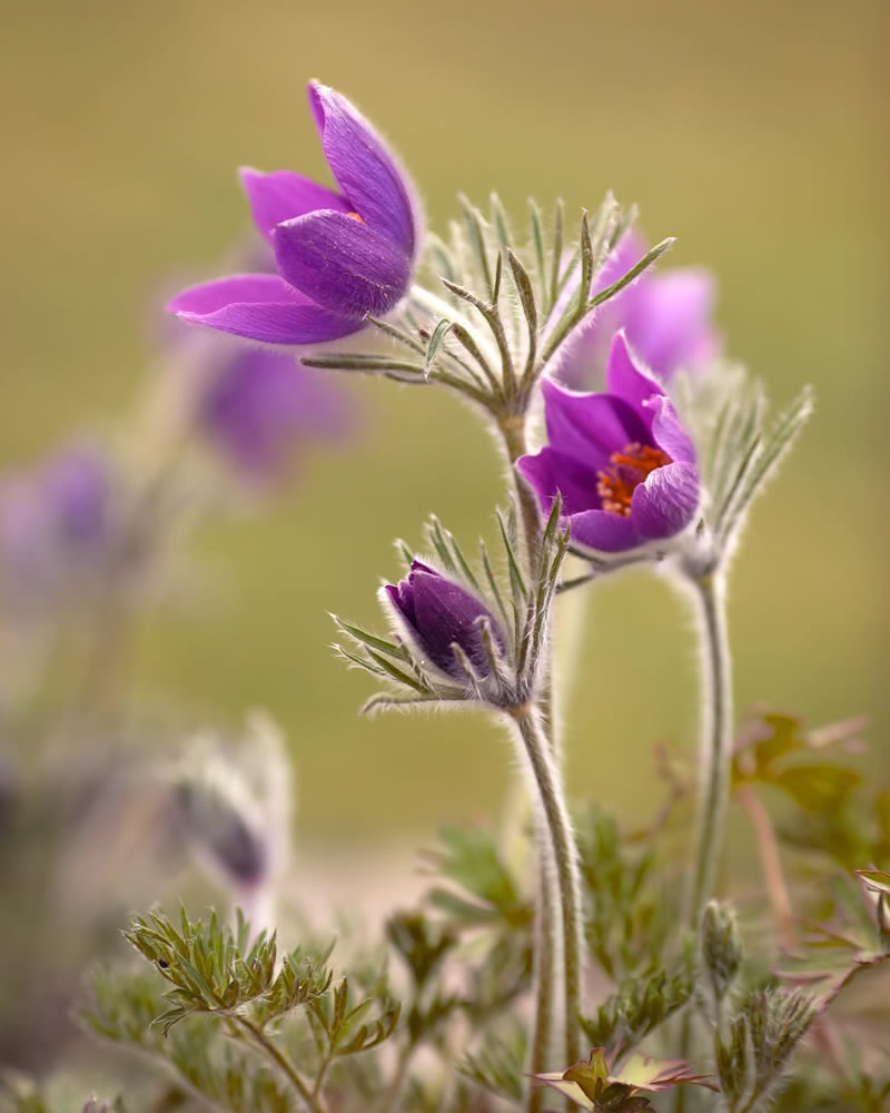 Mesmerizing Macro Photos Of Flowers By Kasia Pietraszko