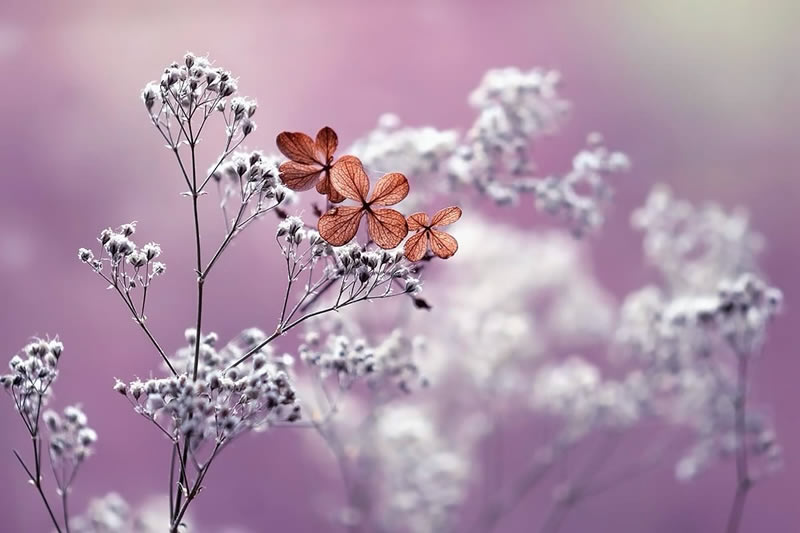 Mesmerizing Macro Photos Of Flowers By Kasia Pietraszko