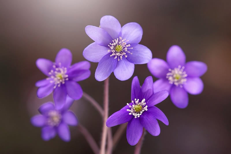 Mesmerizing Macro Photos Of Flowers By Kasia Pietraszko