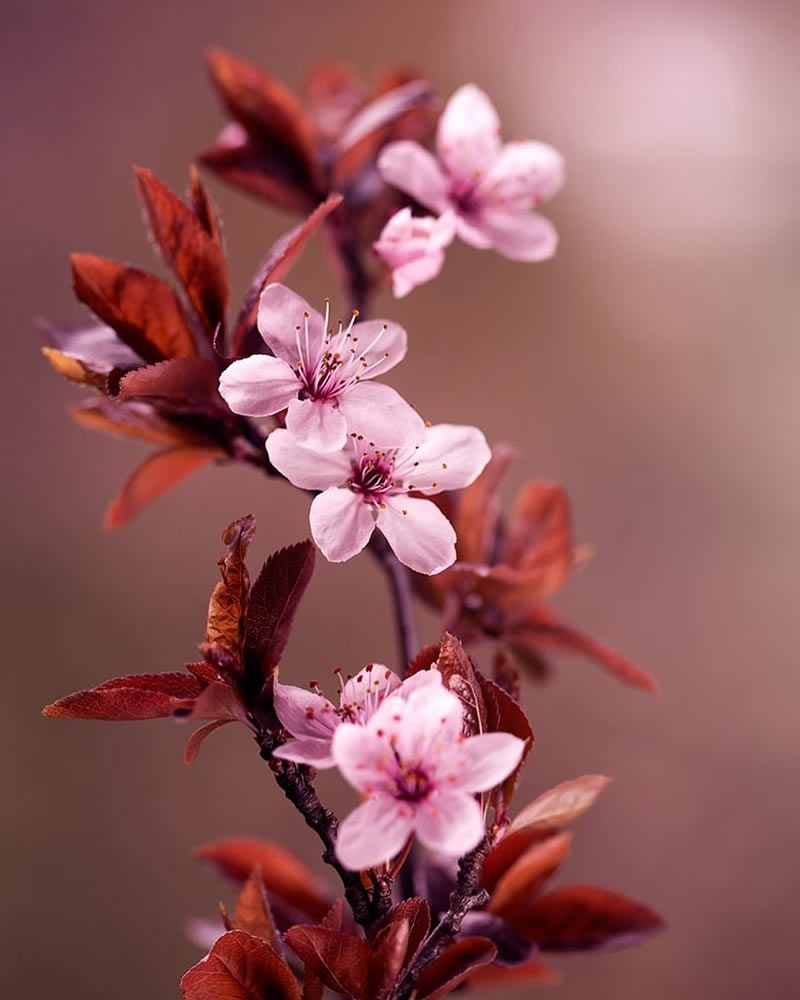 Mesmerizing Macro Photos Of Flowers By Kasia Pietraszko