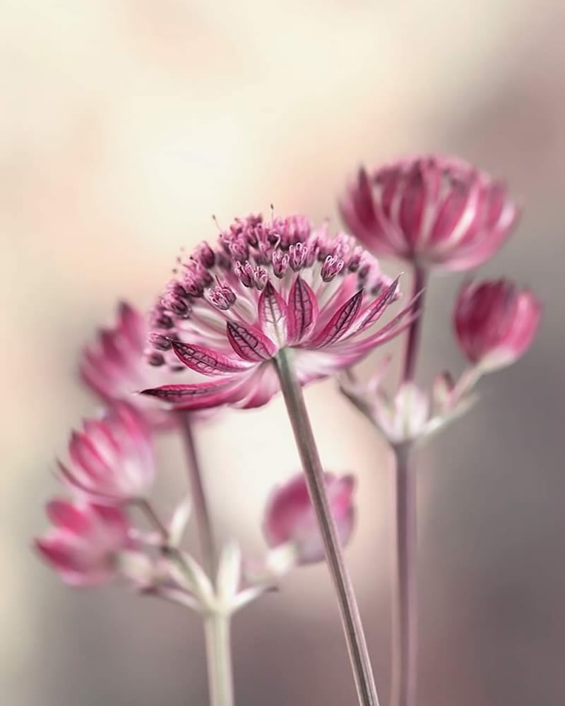 Mesmerizing Macro Photos Of Flowers By Kasia Pietraszko