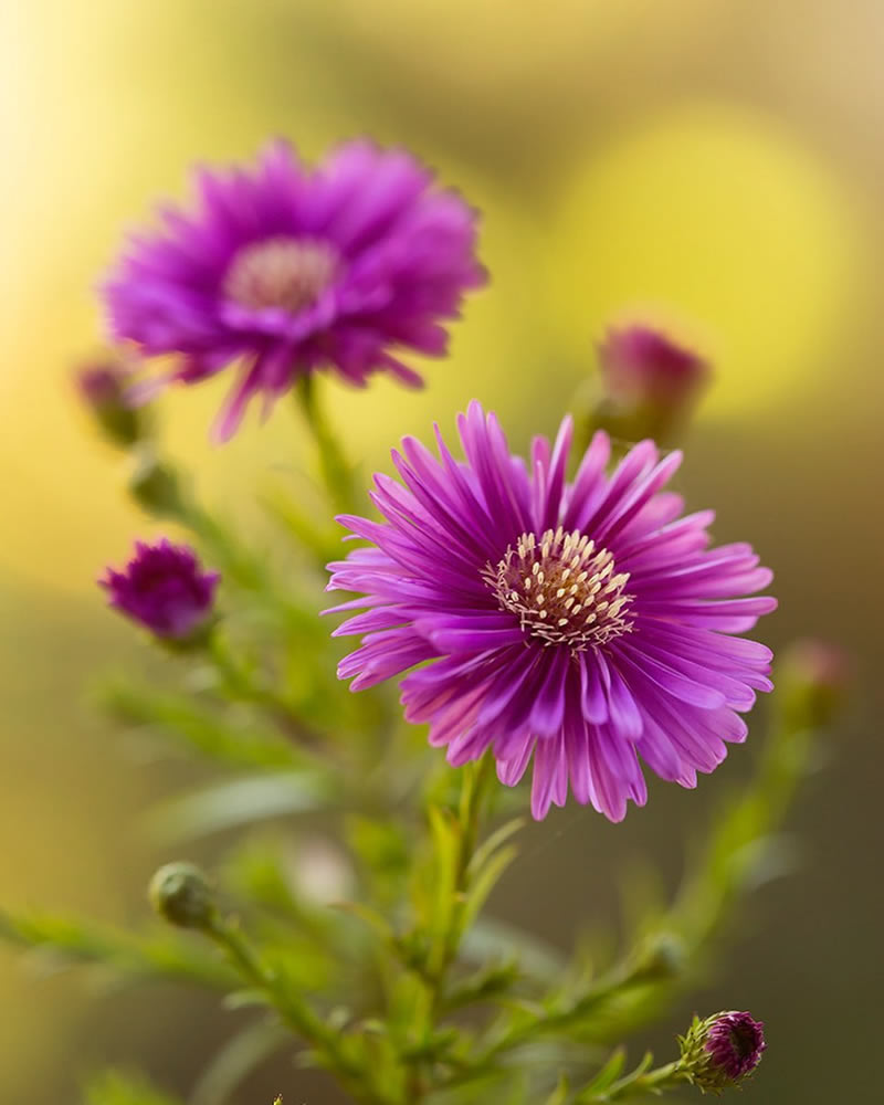 Mesmerizing Macro Photos Of Flowers By Kasia Pietraszko