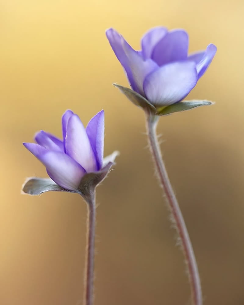 Mesmerizing Macro Photos Of Flowers By Kasia Pietraszko