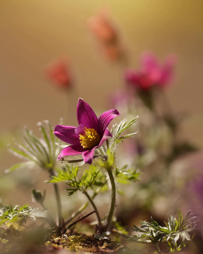 Mesmerizing Macro Photos Of Flowers By Kasia Pietraszko