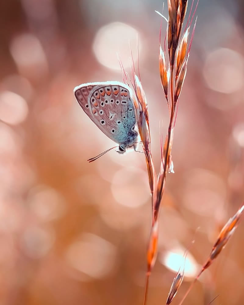 Mesmerizing Macro Photos Of Flowers By Kasia Pietraszko