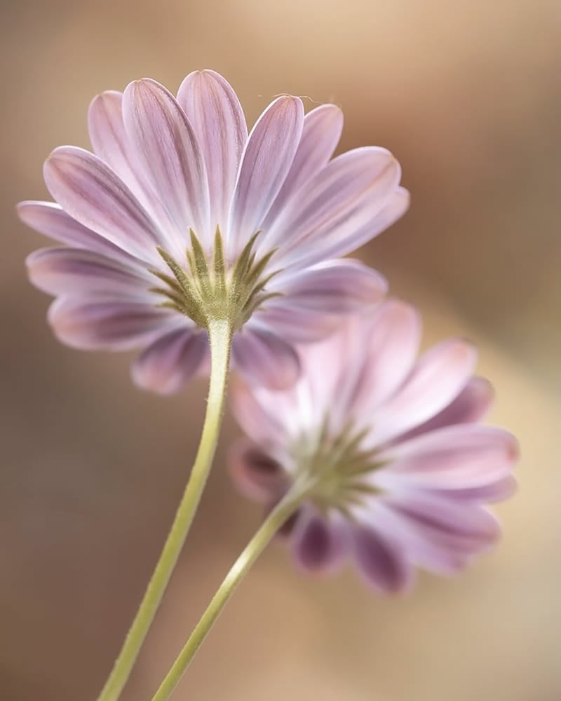 Mesmerizing Macro Photos Of Flowers By Kasia Pietraszko