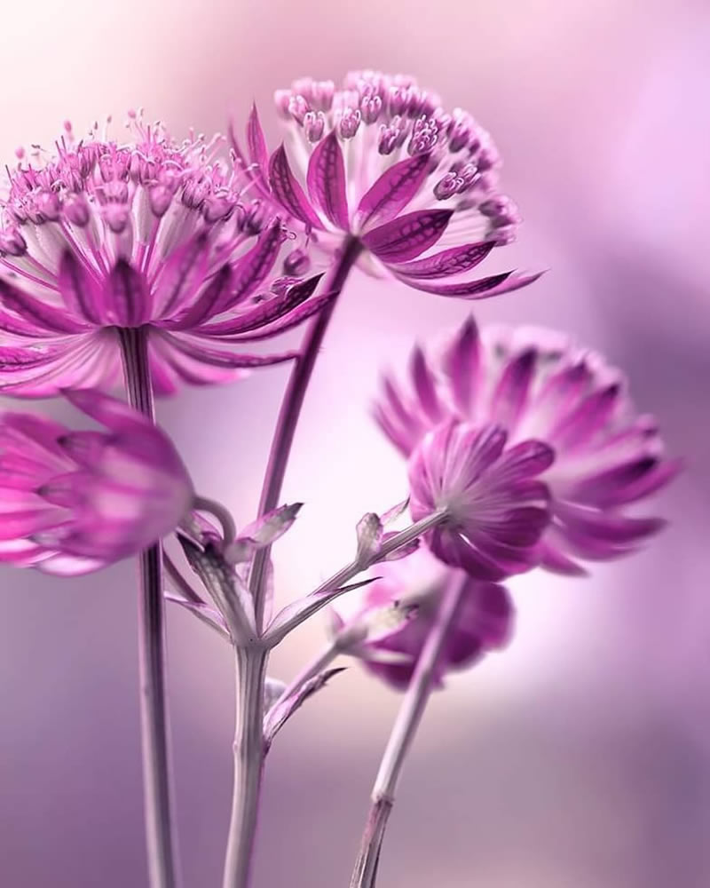 Mesmerizing Macro Photos Of Flowers By Kasia Pietraszko