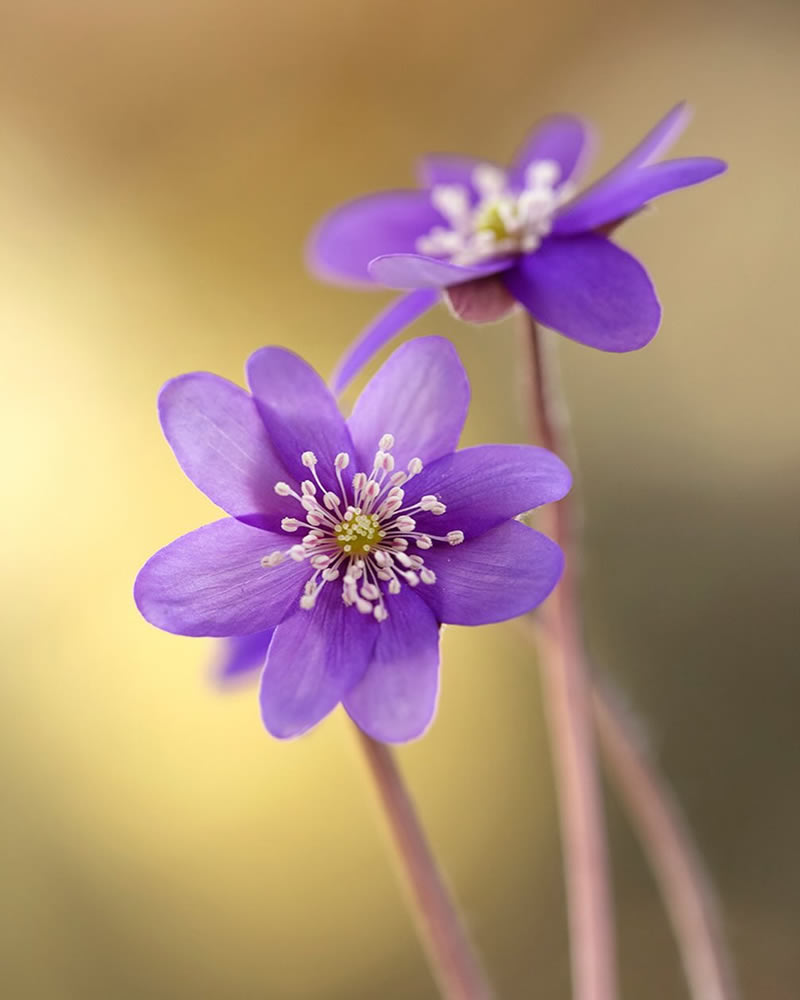 Mesmerizing Macro Photos Of Flowers By Kasia Pietraszko