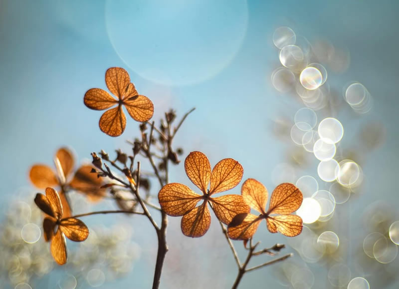 Mesmerizing Macro Photos Of Flowers By Kasia Pietraszko