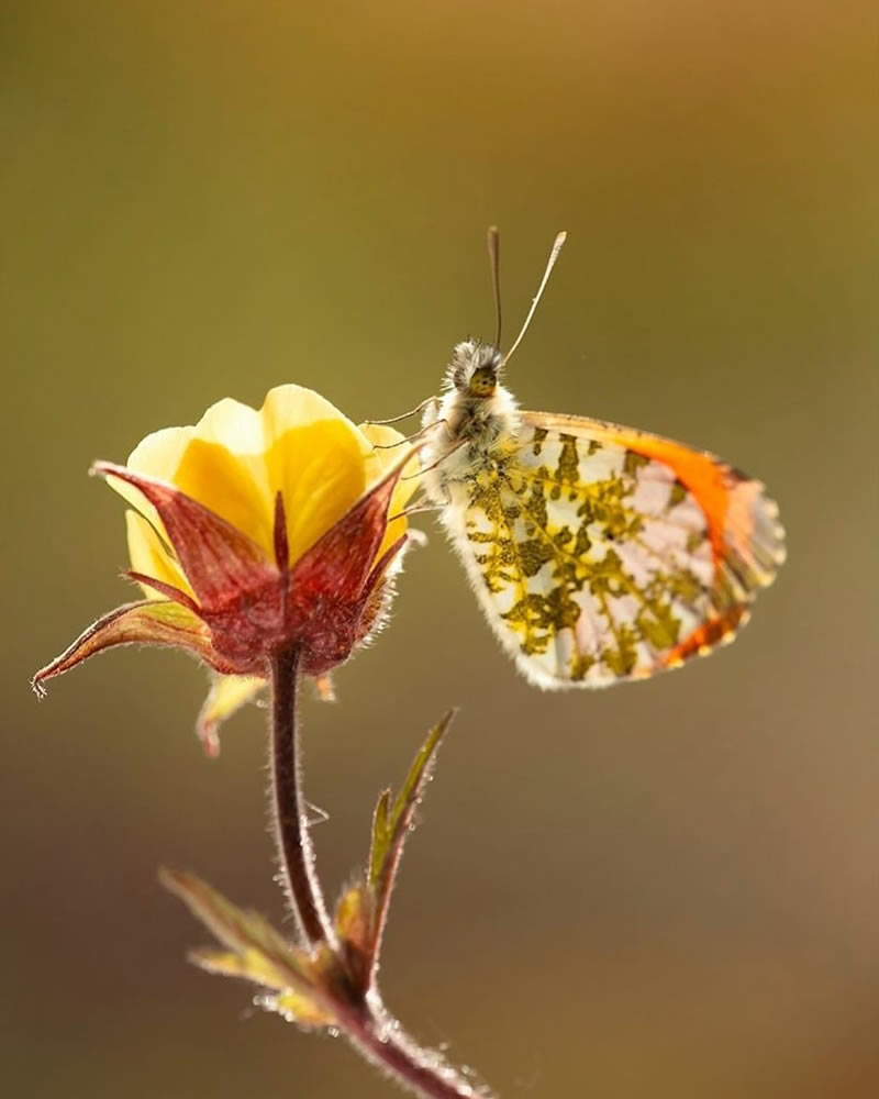 Mesmerizing Macro Photos Of Flowers By Kasia Pietraszko