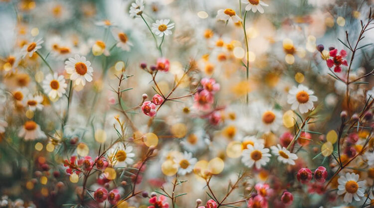 Lucy Ketchum Captures Enchanting Photos Of Flowers