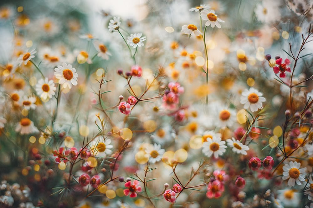 Lucy Ketchum Captures Enchanting Photos Of Flowers