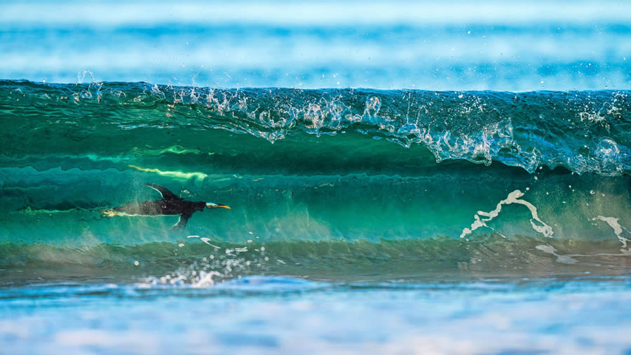 Bird Photography Winners - GDT Nature Photographer Of The Year