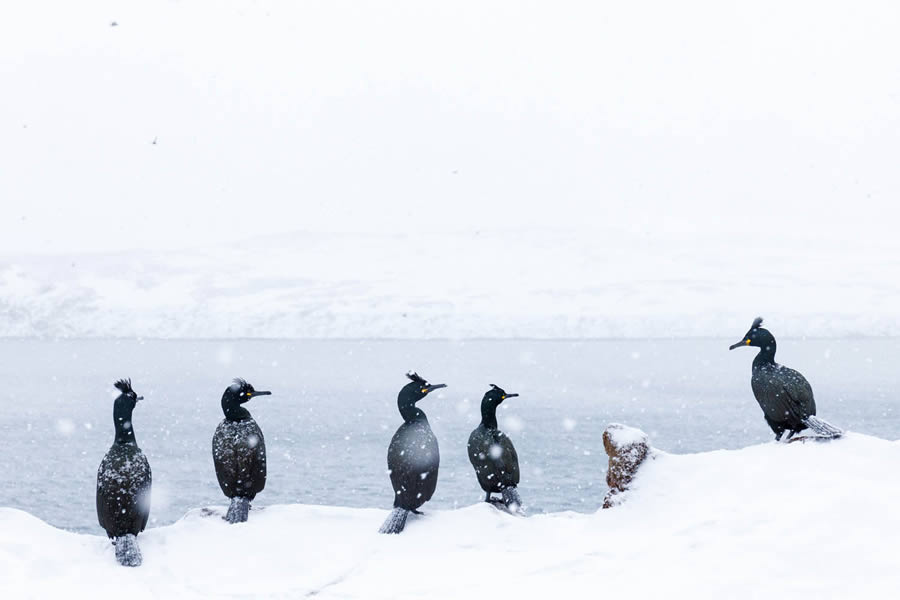 Bird Photography Winners - GDT Nature Photographer Of The Year