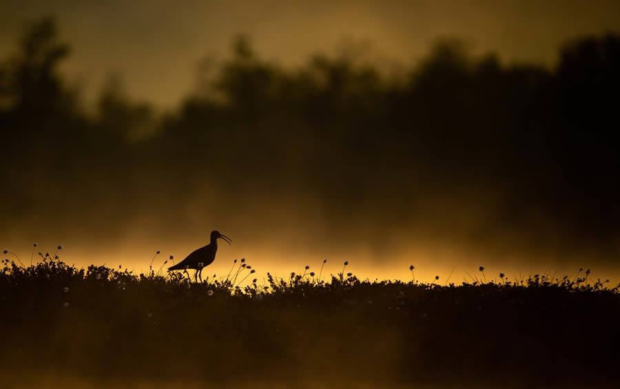 Bird Photography Winners - GDT Nature Photographer Of The Year