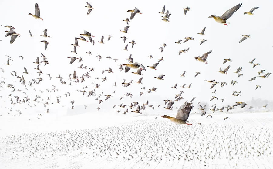 Bird Photography Winners - GDT Nature Photographer Of The Year