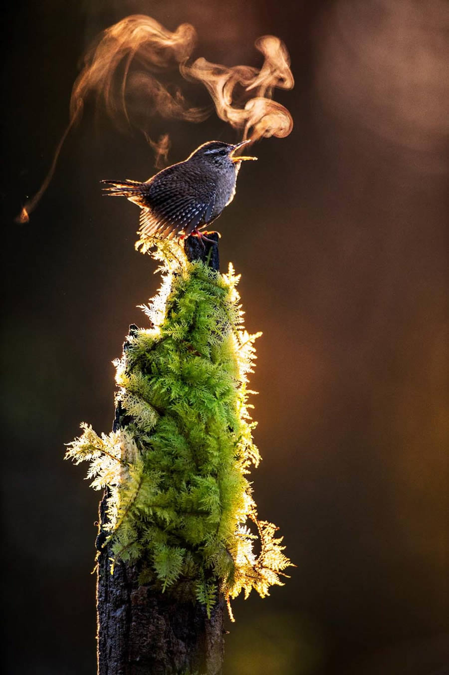 Bird Photography Winners - GDT Nature Photographer Of The Year