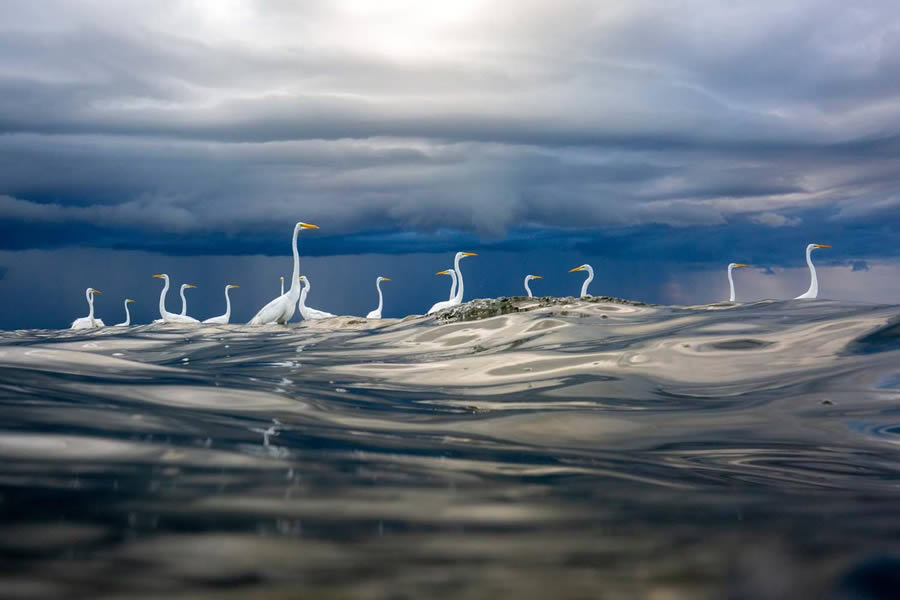 Bird Photography Winners - GDT Nature Photographer Of The Year