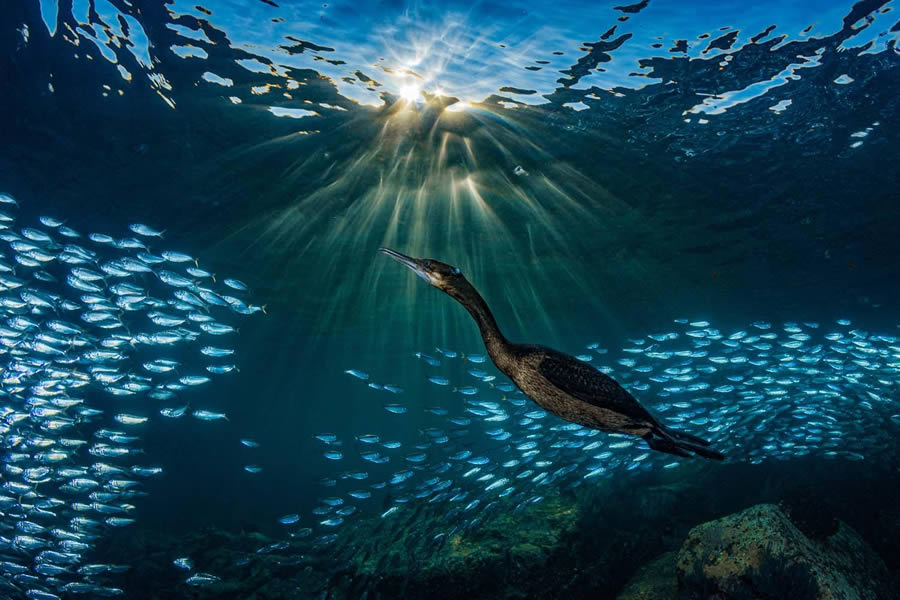 Bird Photography Winners - GDT Nature Photographer Of The Year