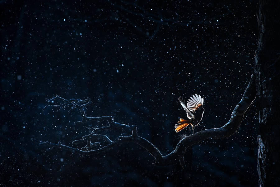 Bird Photography Winners - GDT Nature Photographer Of The Year