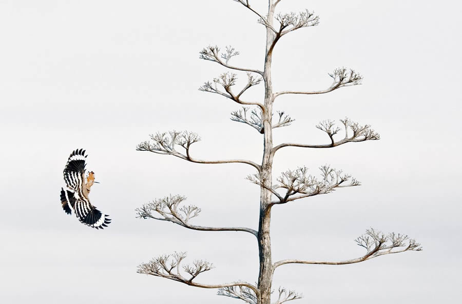 Bird Photography Winners - GDT Nature Photographer Of The Year